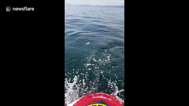 Jet Ski accompagné par des dauphins !
