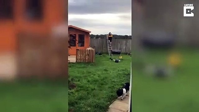 Echelle sur la barrière.. il tombe à travers la palissade !