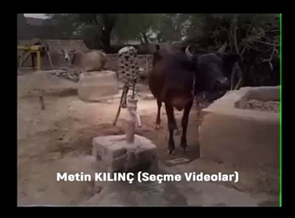 Suyunu kendi akıtıtıp içen inek