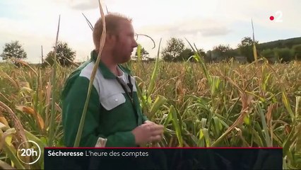 Sécheresse : lourd bilan pour les éleveurs français