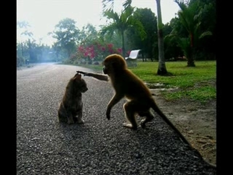 Animal friends