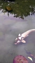 Une grenouille voyage sur la tête d'un poisson...