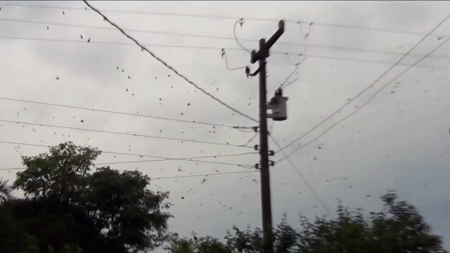 Tous ces petits points noirs dans le ciel sont en fait... des milliers d'araignées sur leurs toiles