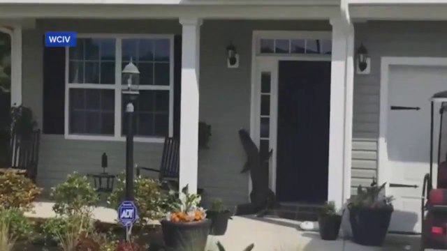 Regardez un peu qui vient sonner à la porte de la maison ... Un alligator!