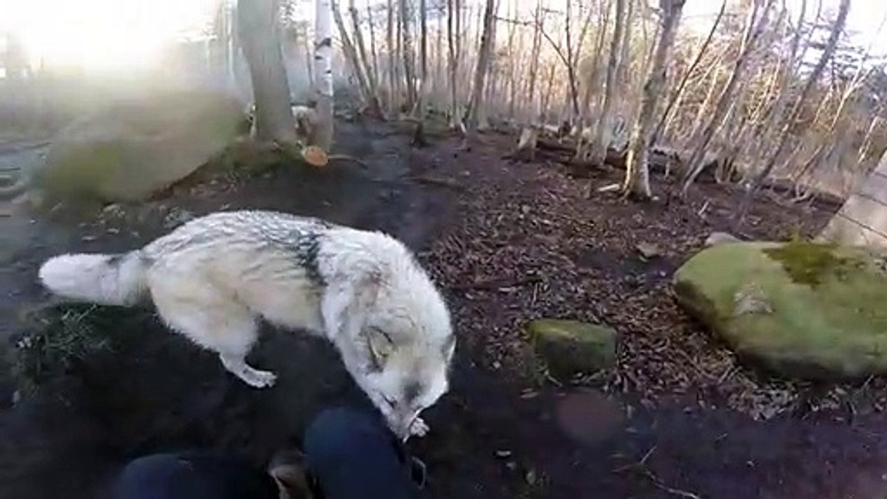 Son loup vient lui faire un gros calin... Pas si sauvage que ça