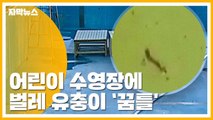 [자막뉴스] 어린이 수영장에 벌레 '꿈틀'...경악 / YTN
