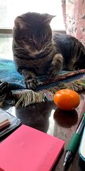 Curiosity Gagged the Cat