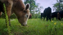 Texas Cattle Ranchers Turn Farm Into Animal Sanctuary﻿