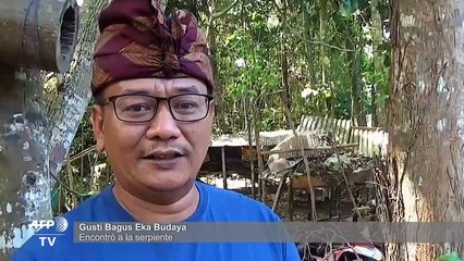 Encuentran serpiente de dos cabezas en Bali