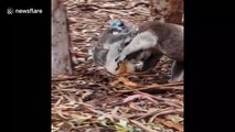 Insane moment KOALAS get into vicious brawl at Australian animal sanctuary