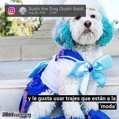 Download Video: Con sus orejas teñidas de azul, disfrurta pasar tiempo junto a sus dueños como ir a hacer ejercicio en el gimnasio y viajar