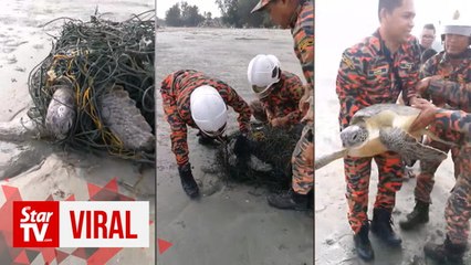 Firemen rescue turtle stuck in fishing net