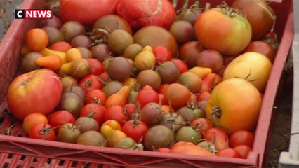 Vannes : un potager bio pour les cantines