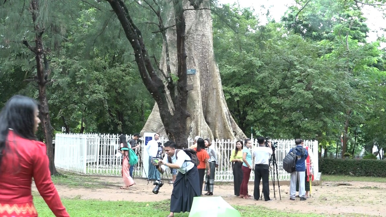 သစ္ပုပ္ပင္တြင္ ၿမိဳ႕ျပအေမြအႏွစ္ကမၺည္းျပား တပ္ဆင္