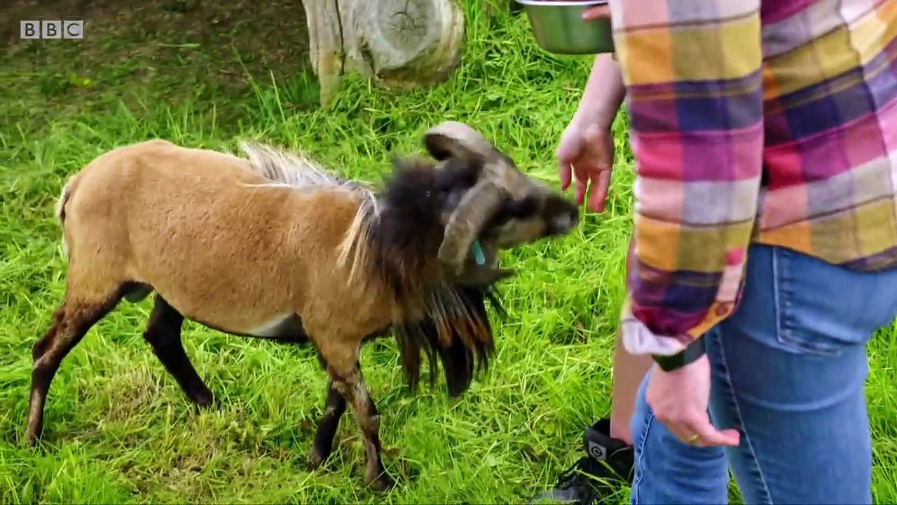 Un bélier en colère donne un coup de boule… aux parties intimes d’un caméraman de la BBC