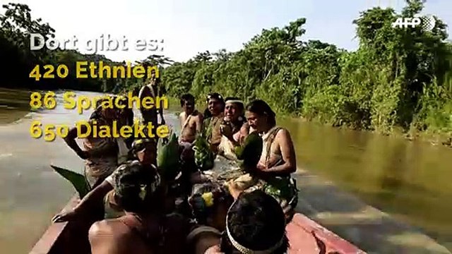 Amazonas: Wissenswertes über die grüne Lunge der Erde