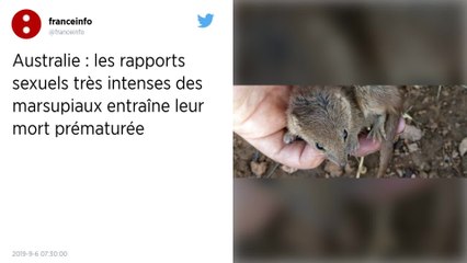 Australie : Les rapports sexuels trop intenses de petits marsupiaux causent leur mort prématurée