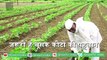 Kisan जो करते है Kapas की Kheti, जाने फसल में चूसक कीट लगने पर क्या करें | Cotton farming