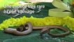 Un serpent à deux têtes découvert à Bali