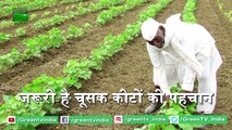 Kisan जो करते है Kapas की Kheti, जाने फसल में चूसक कीट लगने पर क्या करें | Cotton farming  | Kapas Farming
