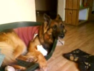Jeux chats-chien