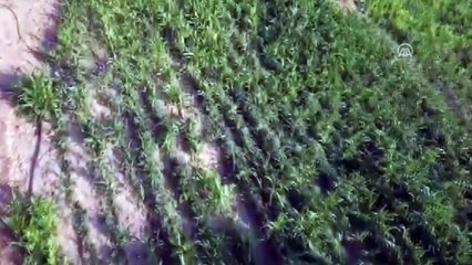 Kiraz'da uyuşturucu operasyonu - İZMİR