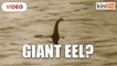 Loch Ness monster might just be a giant eel