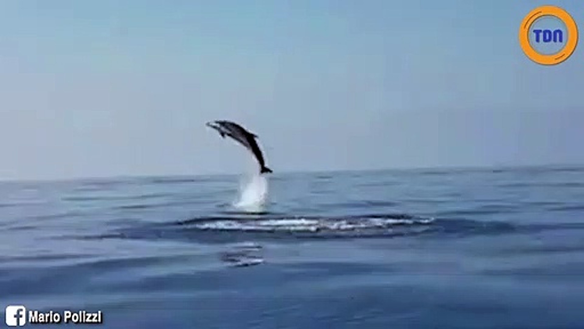 Ce Pecheur Sauve Un Bebe Dauphin Video Dailymotion