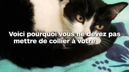 Voici pourquoi vous ne devez pas mettre de collier à votre chat !