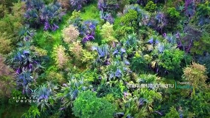 ดงพญาเย็น – เขาใหญ่ - มองมุมใหม่ Bird's Eye View (2/3)