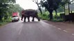 Driver escapes injury after elephant topples over van in eastern India