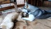 This is the coolest French kiss I&apos;ve ever seen. Huskies show master class.