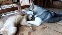 This is the coolest French kiss I've ever seen. Huskies show master class.