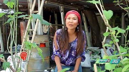 ใบไชยาหรือคะน้าเม็กซิกัน ได้ชื่อว่าผงชูรสธรรมชาติเพราะอะไร - Did you Know