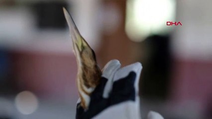 Tokat’ta nesli tükenmekte olan balaban kuşu, yaralı bulundu