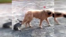 Tavşan ile köpeğin dostluğu görenleri şaşırtıyor