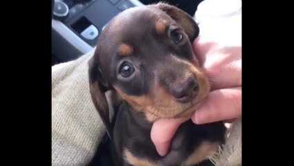 Cute Dog Puppies Video