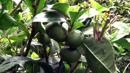 Çay tohumundan yağ üretilecek