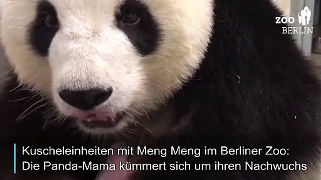 Panda-Mama Meng Meng kuschelt mit ihrem Nachwuchs
