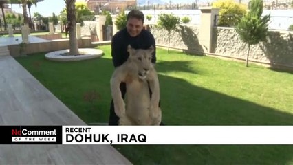 ویدئوهای برگزیده هفته؛ از تجمع دوستداران حیوانات در کلمبیا تا شیر دست‌آموز عراق