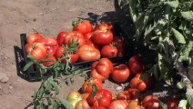 Huzur bulduğu köyünde organik sebze ve meyve yetiştiriyor - TUNCELİ