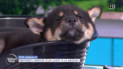 Préparer l'arrivée d'un chiot à la maison !