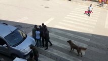 Tunceli'de pompalı tüfekle dehşet saçtı; gözaltına alınırken linç edilmek istenildi
