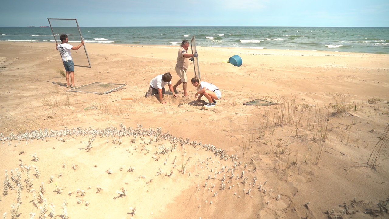 Voluntarios cuidarán un nido de huevos de tortugas bobas