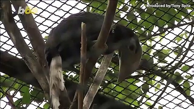 Zoo Welcomes “Palawan Hornbill” Chick, See The Rare Pictures of the Odd-Looking and Nearly Endangered Bird