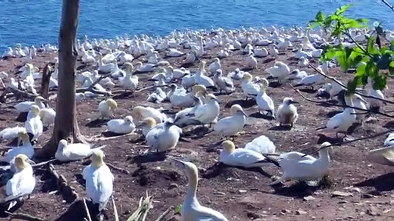 Fous de Bassan: taux de natalité en baisse