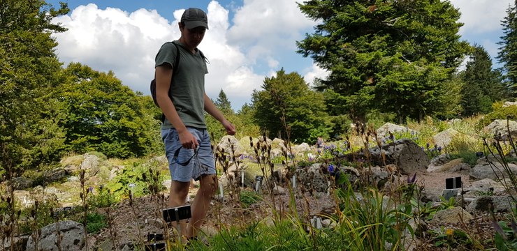 Les plantes montagnardes du Jardin alpin du Haut Chitelet (Hautes Vosges) souffrent de la chaleur et de la sécheresse