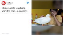 Chine : Après les chats, voilà les bars… à canards