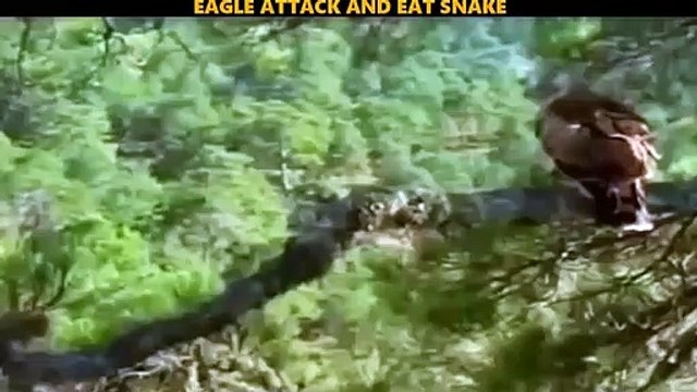 Eagle Fight Powerful Compilation - Eagle Catching and Eating Snake - Amazing Moments Of Eagle Fights-JdkRZGx0bNI