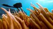 Australia downgrades outlook for Great Barrier Reef to 'very poor'